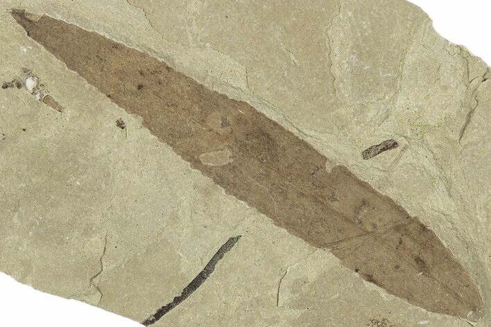 Fossil Leaf (Pseudosalix) - Green River Formation, Utah #323323
